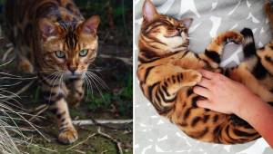 Poznajcie Thora - najpiękniejszego kota bengalskiego na świecie. Musicie zobaczy